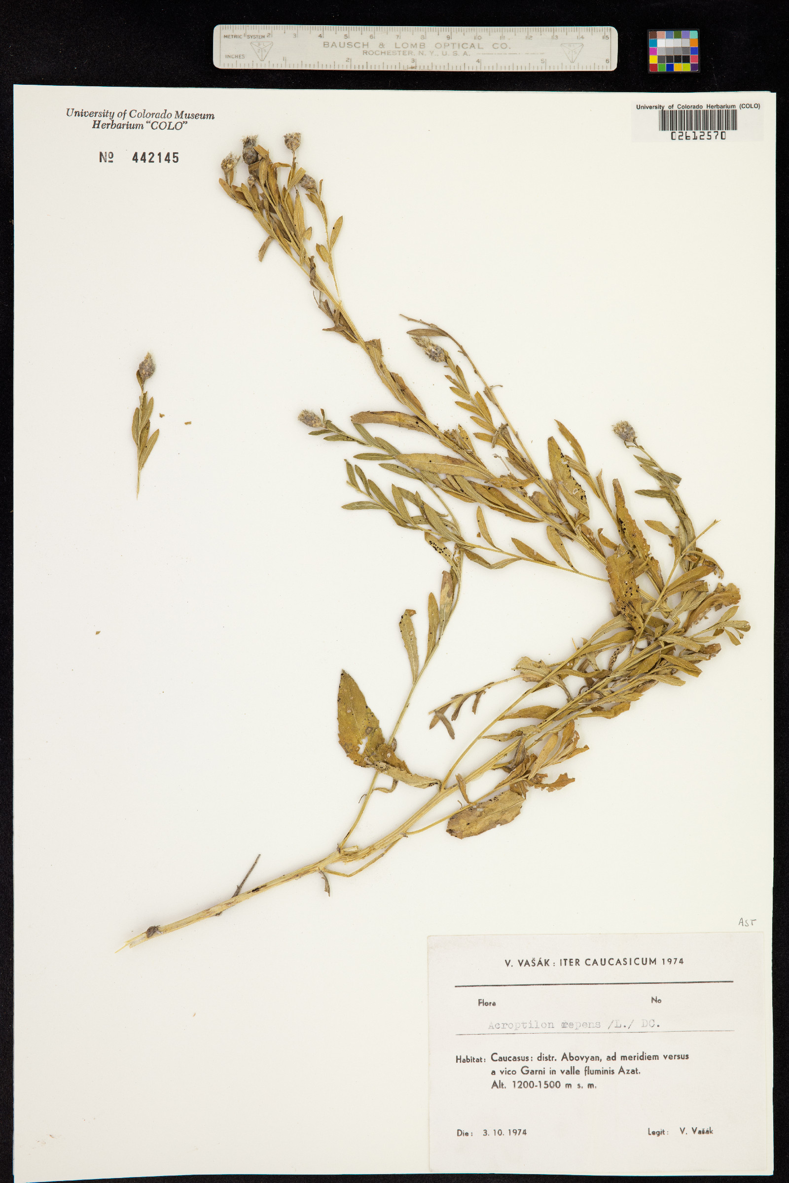 Acroptilon image
