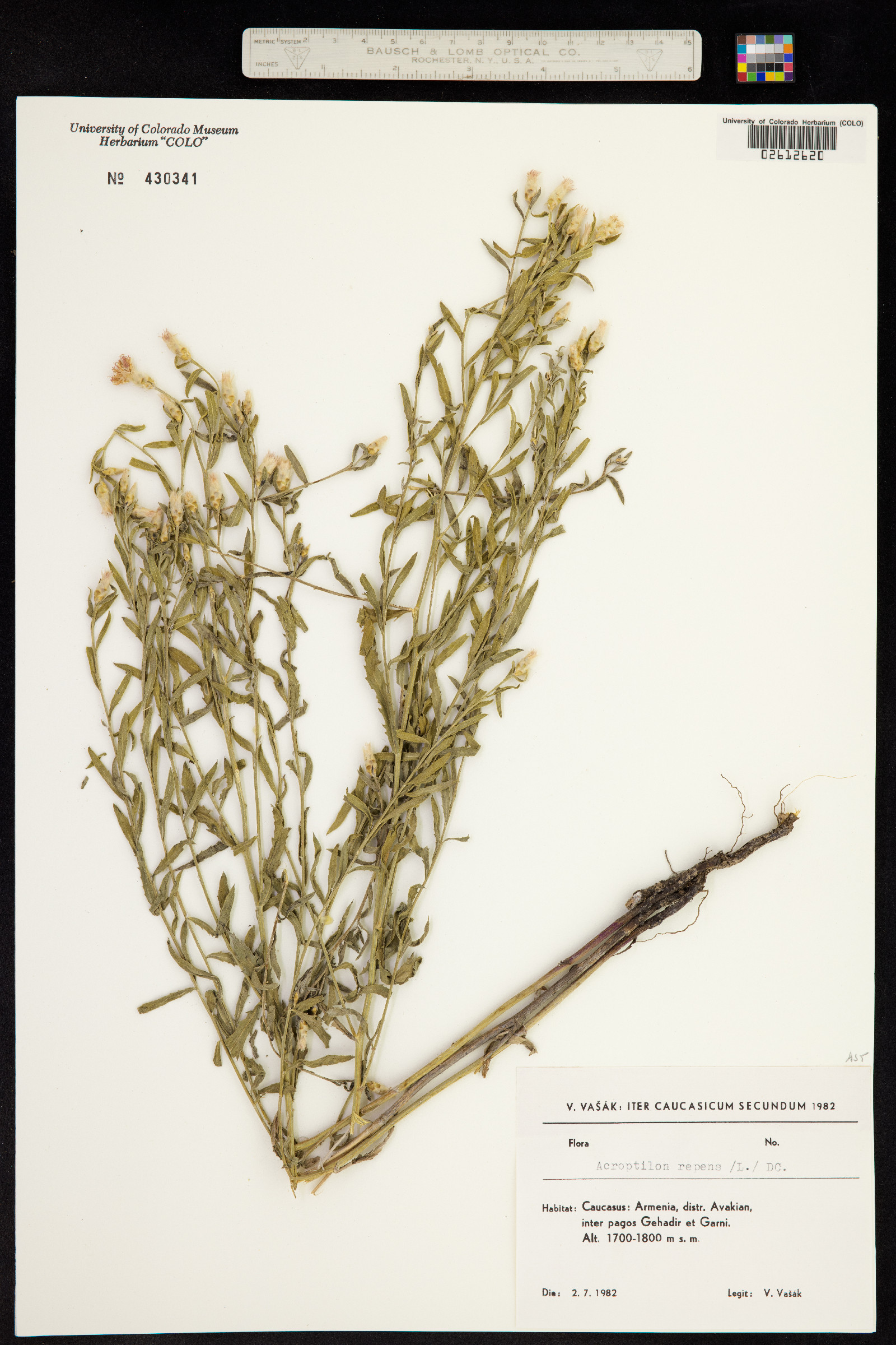 Acroptilon repens image