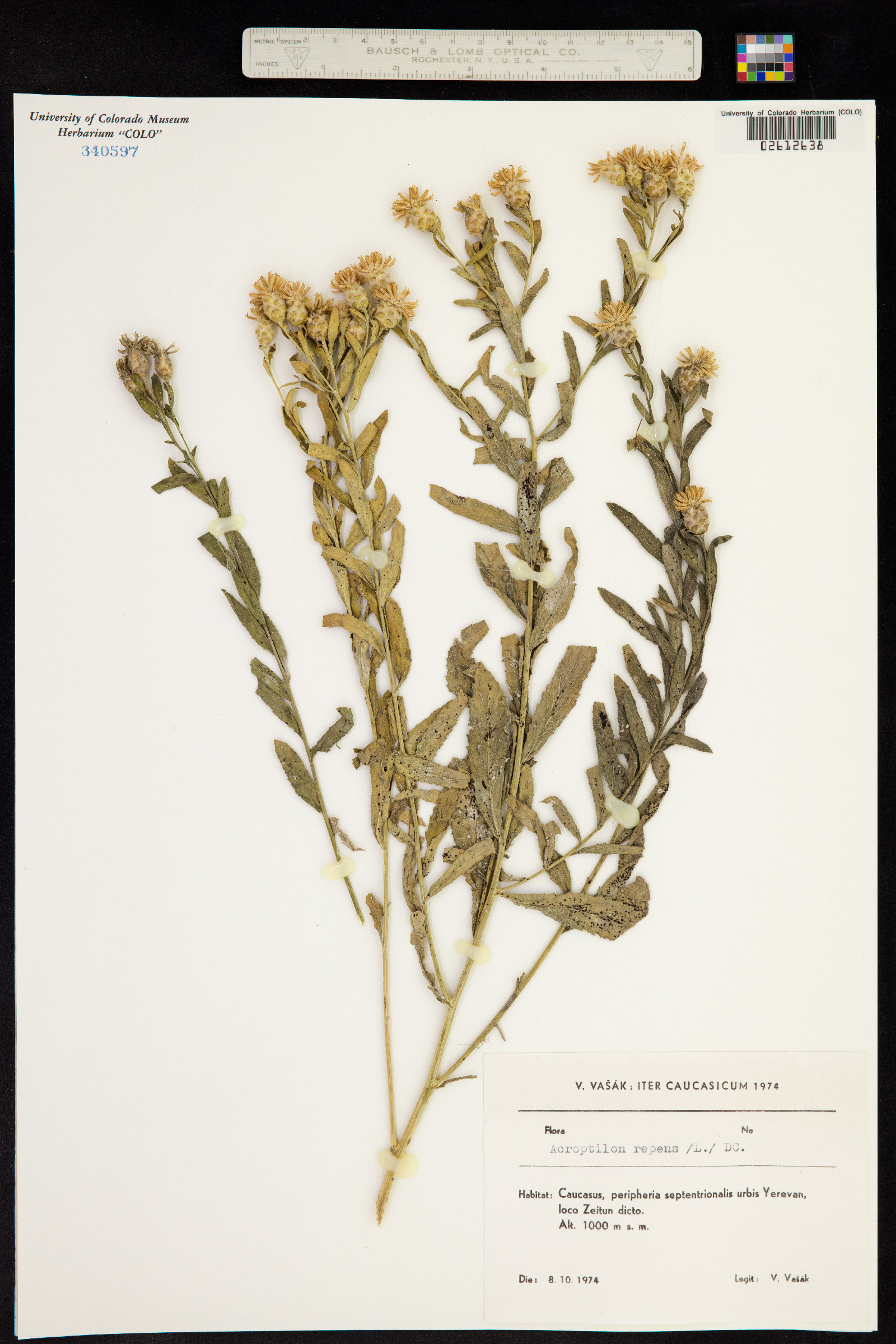 Acroptilon repens image