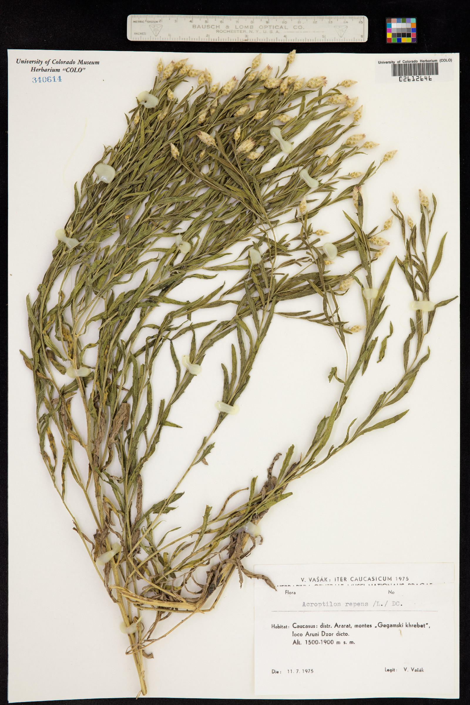 Acroptilon repens image