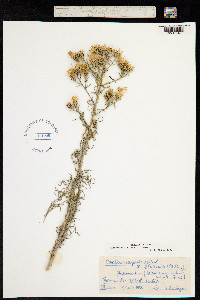 Centaurea paniculata image