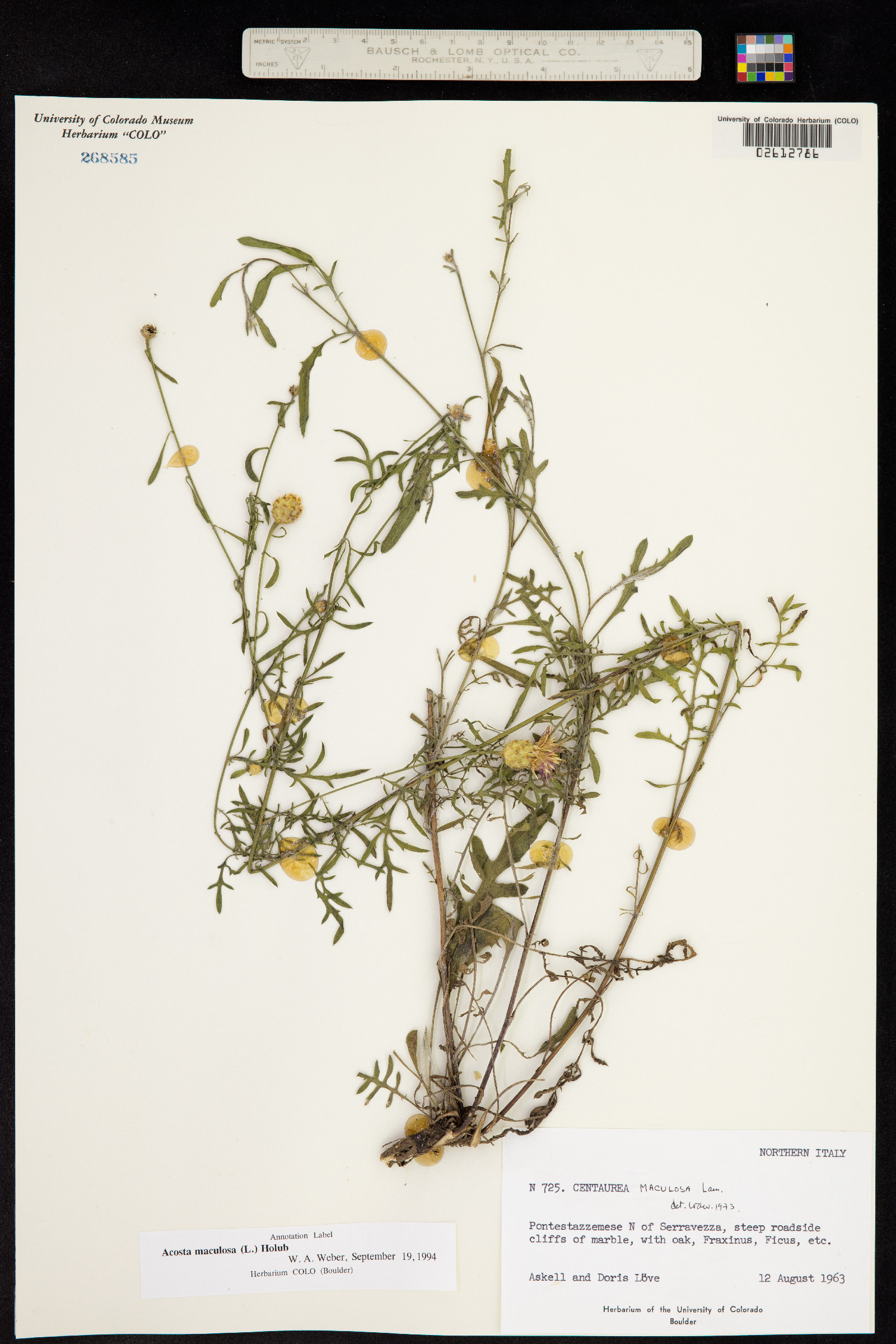 Acosta maculosa image