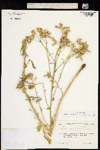 Centaurea aggregata image