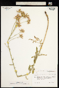 Image of Centaurea aggregata