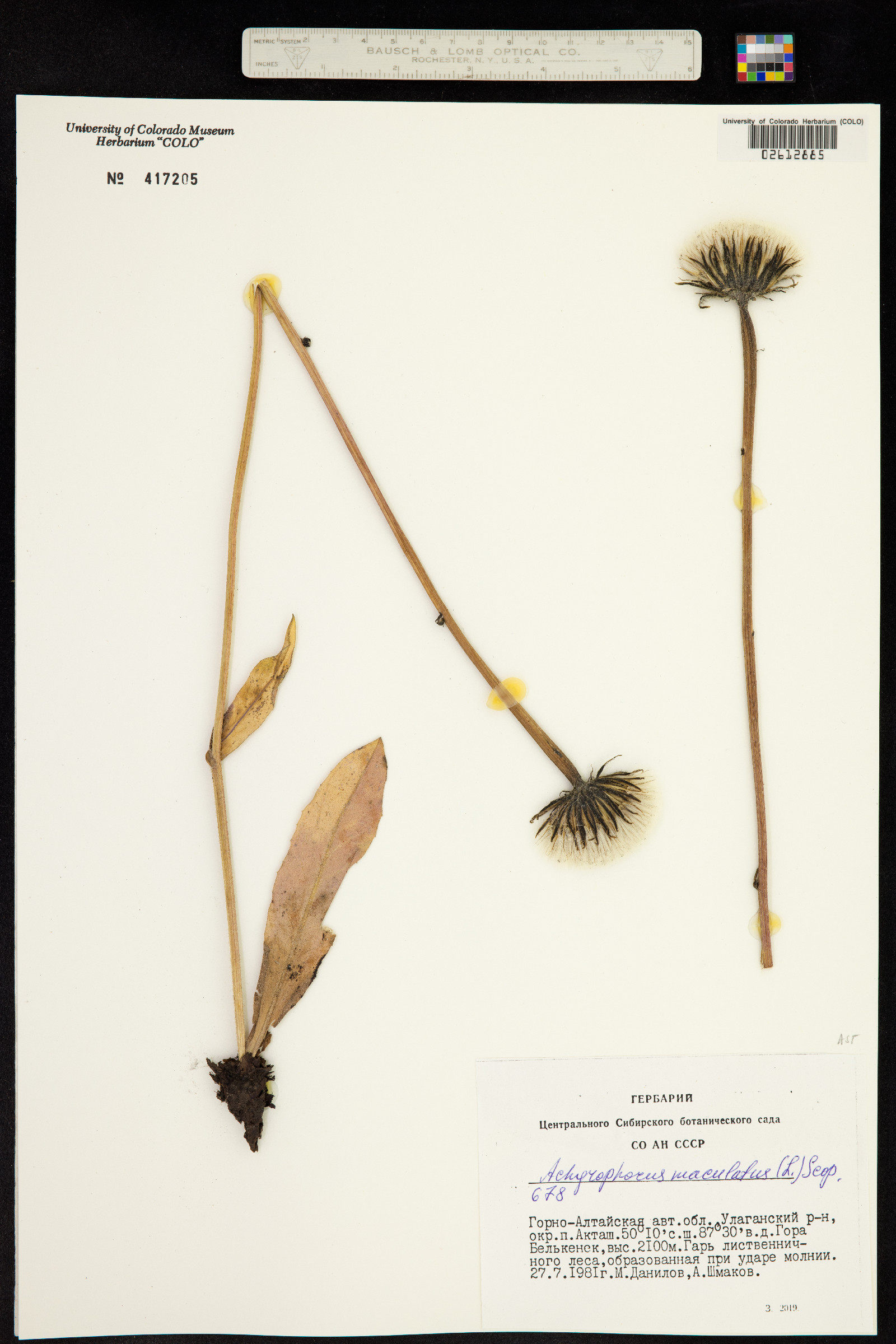 Trommsdorffia maculata subsp. maculata image