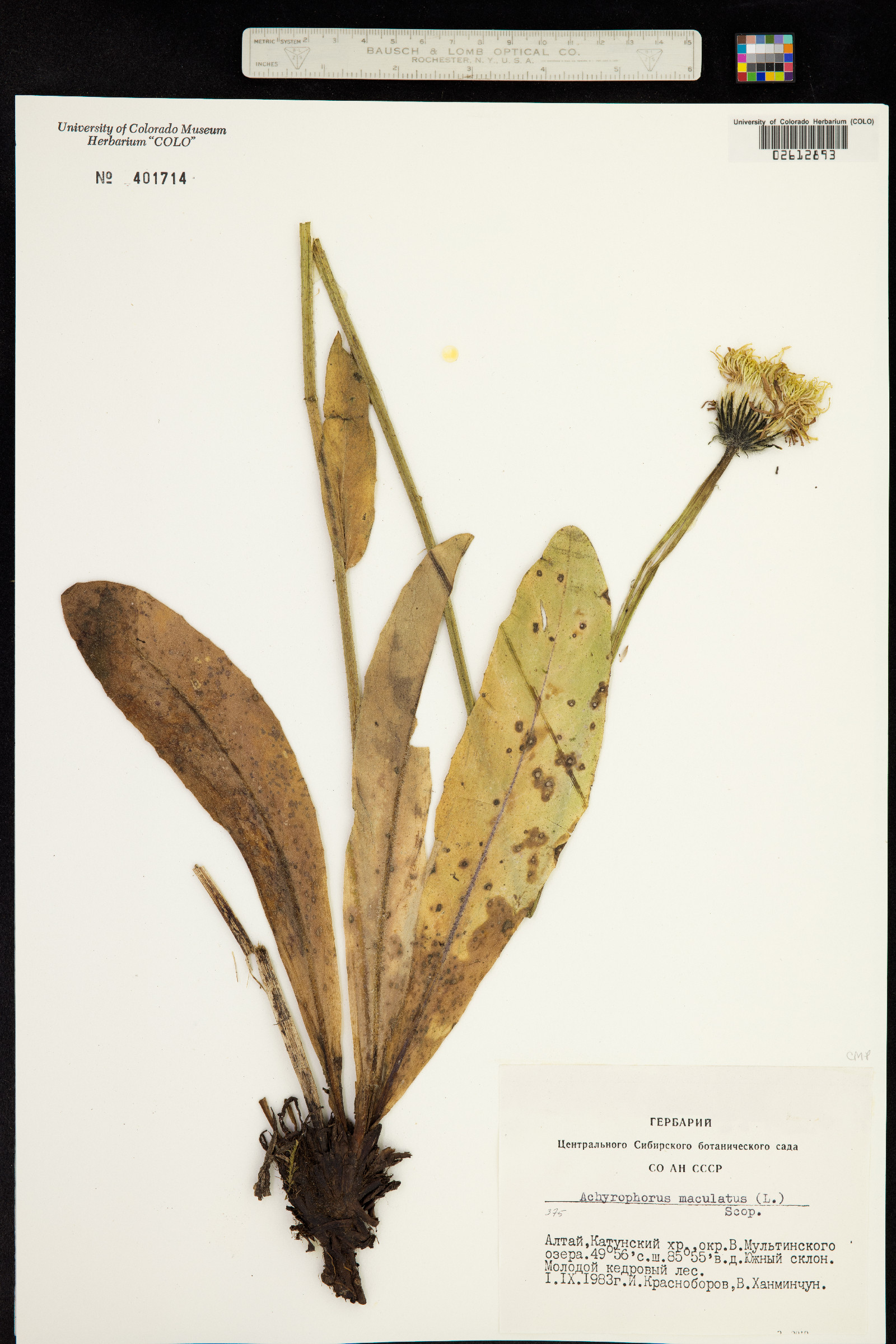 Trommsdorffia maculata image