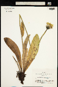 Trommsdorffia maculata subsp. maculata image