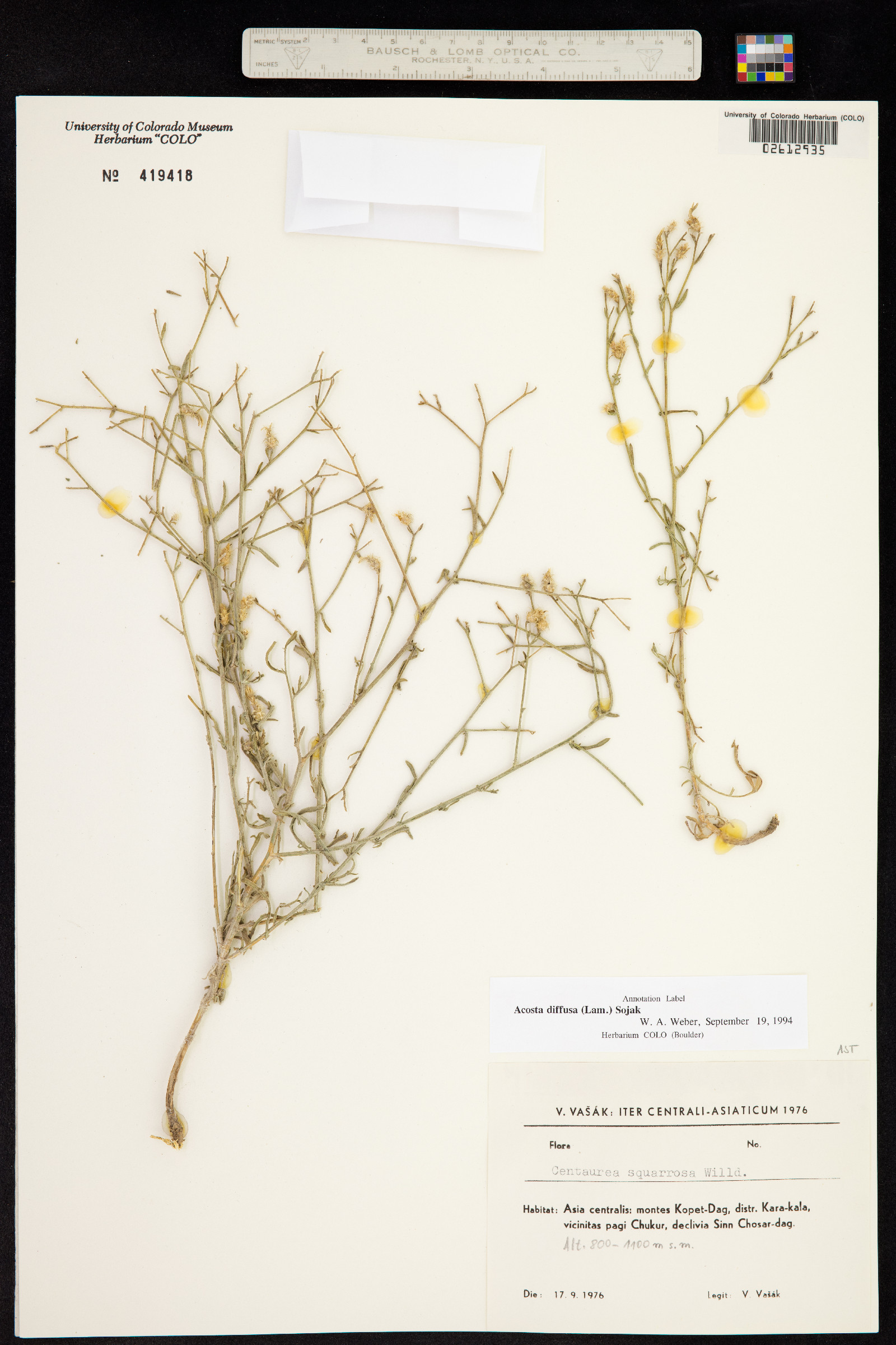 Centaurea diffusa image