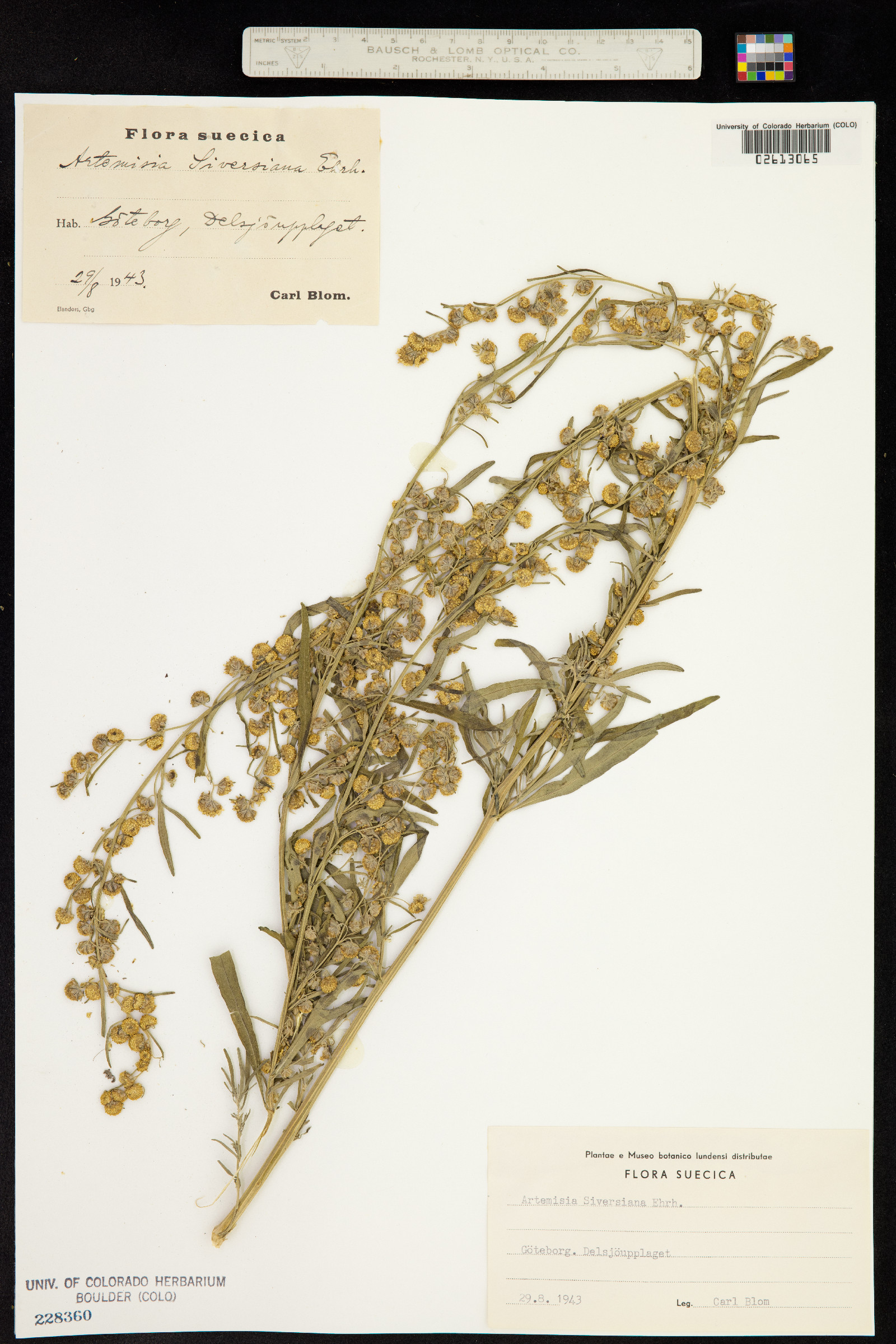 Artemisia sieversiana image