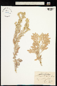 Image of Artemisia stelleriana