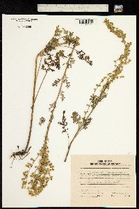 Artemisia tanacetifolia image