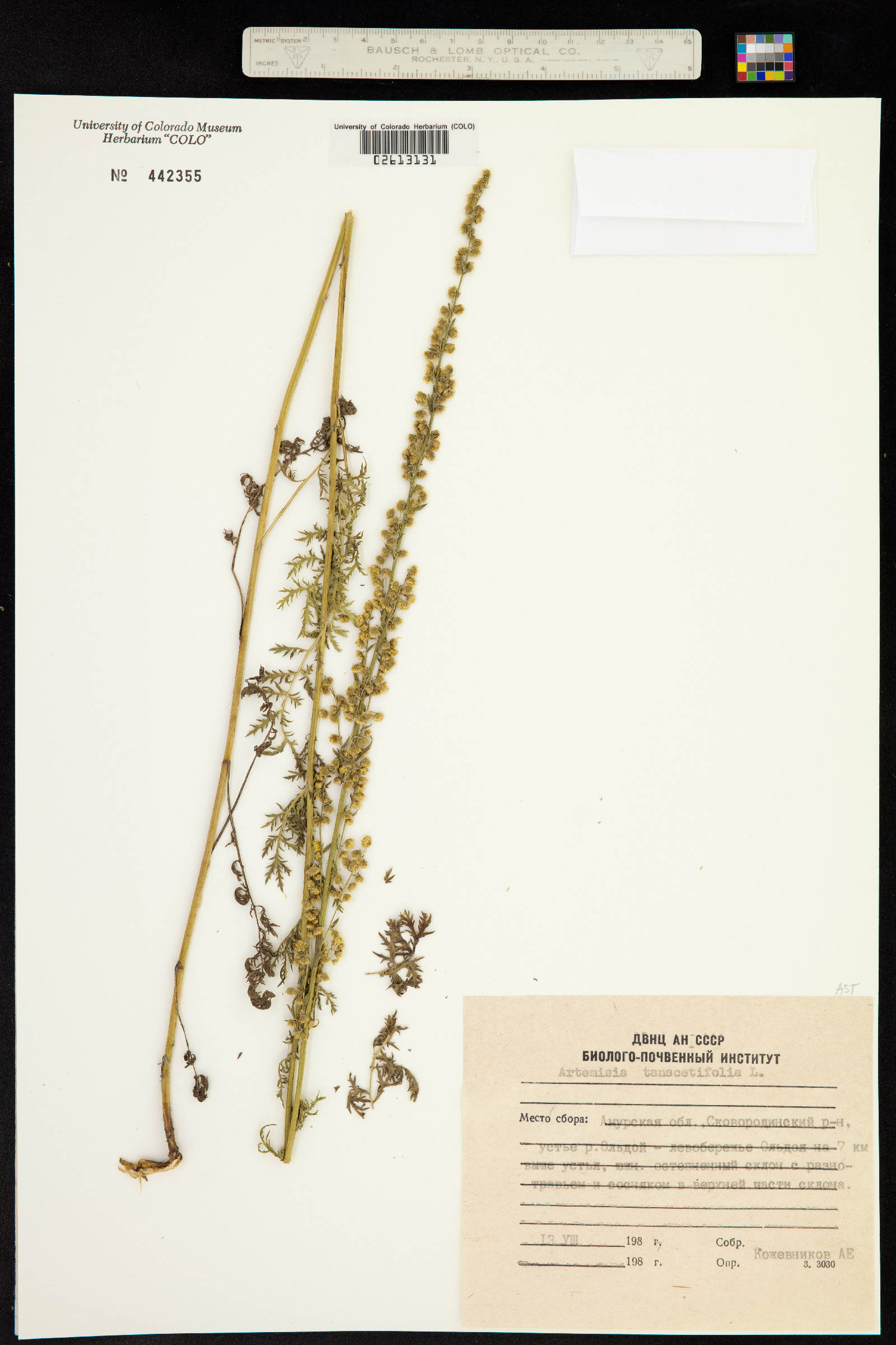 Artemisia tanacetifolia image
