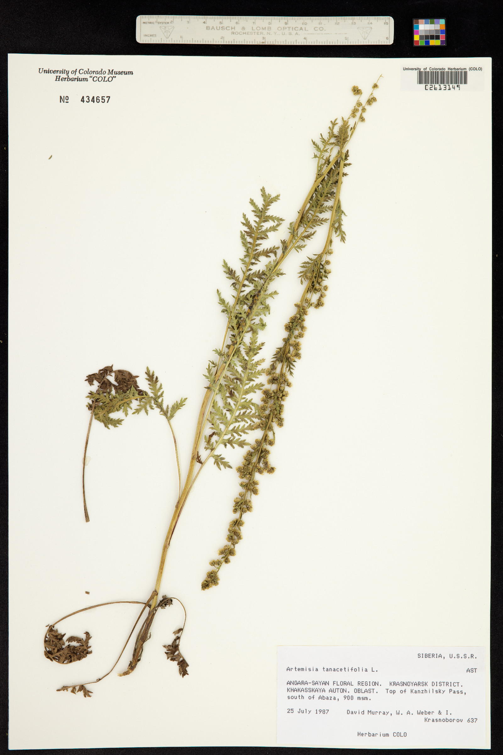 Artemisia tanacetifolia image