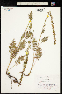 Artemisia tanacetifolia image