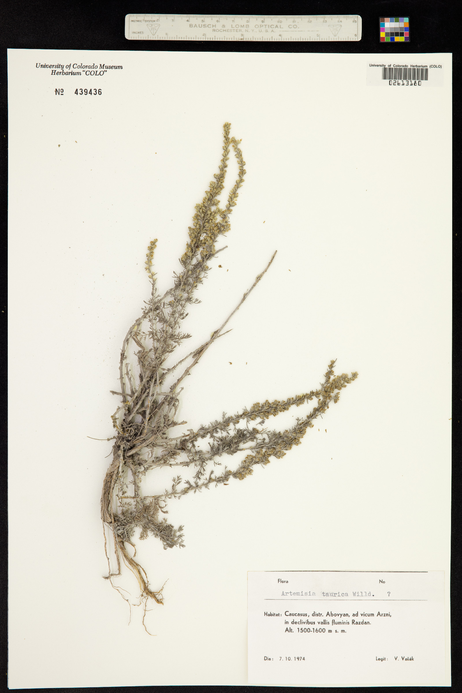 Artemisia taurica image