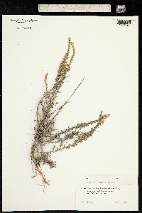 Artemisia taurica image