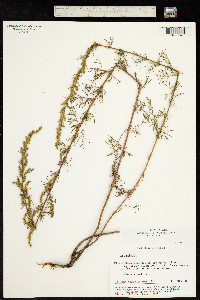 Artemisia taurica image