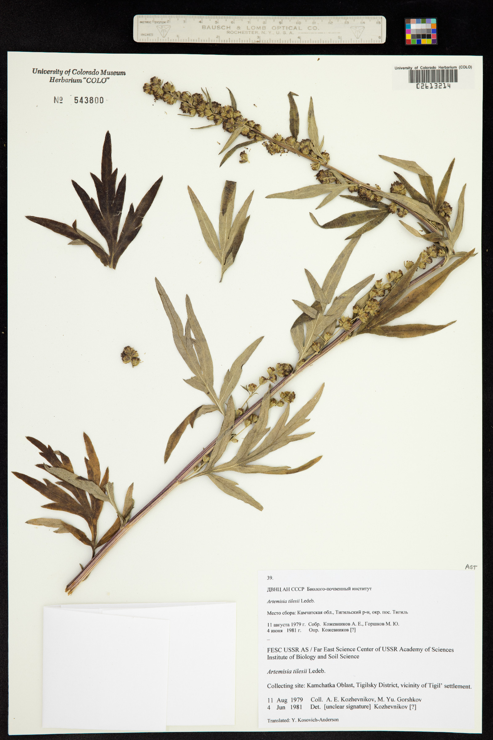 Artemisia tilesii image