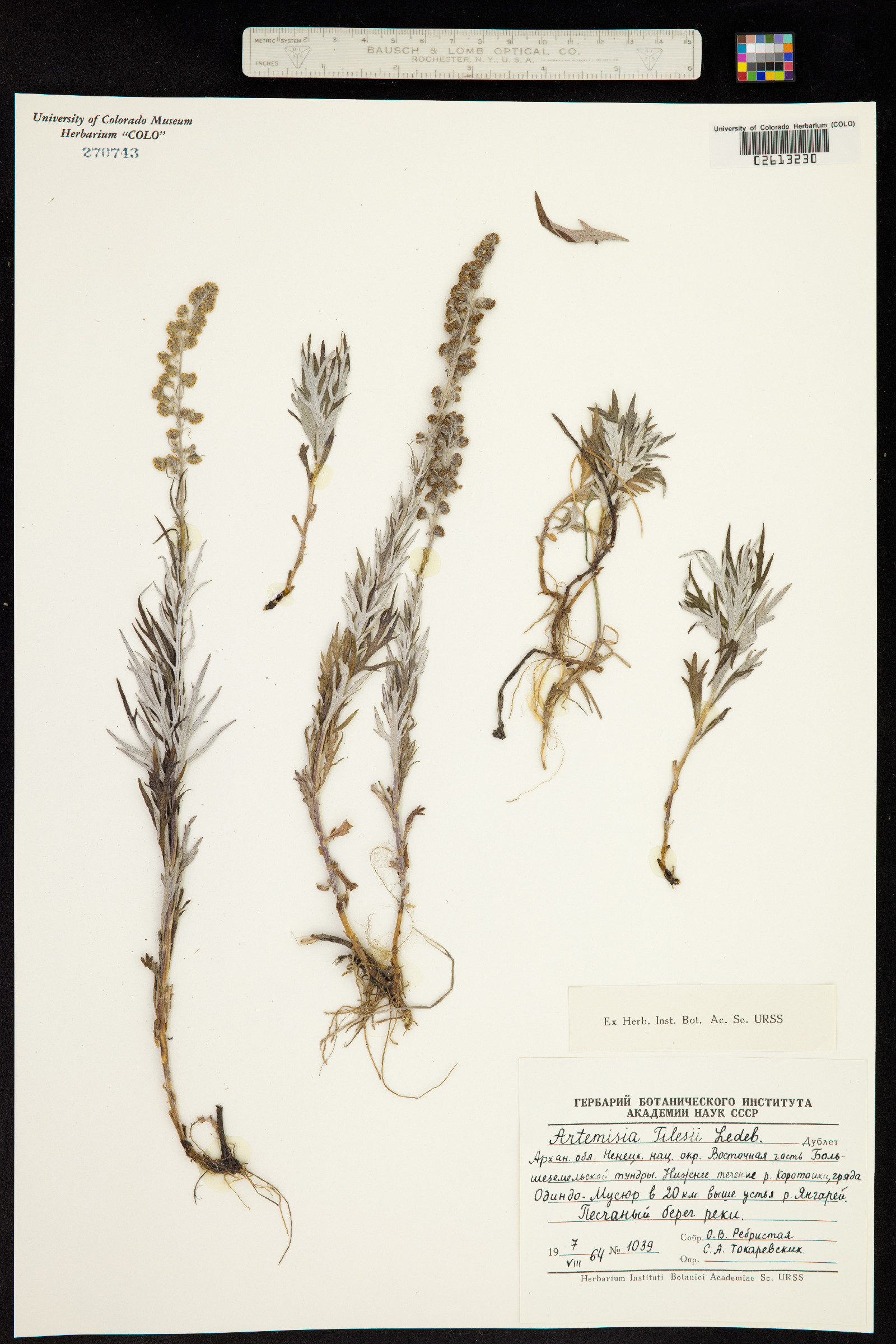 Artemisia tilesii image