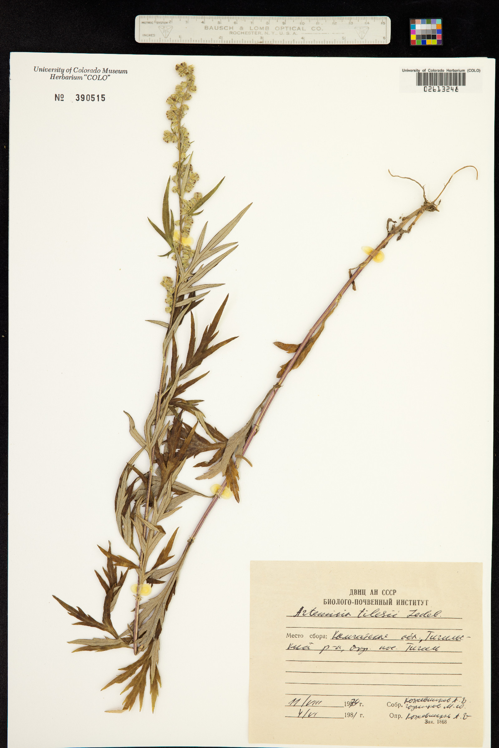 Artemisia tilesii image