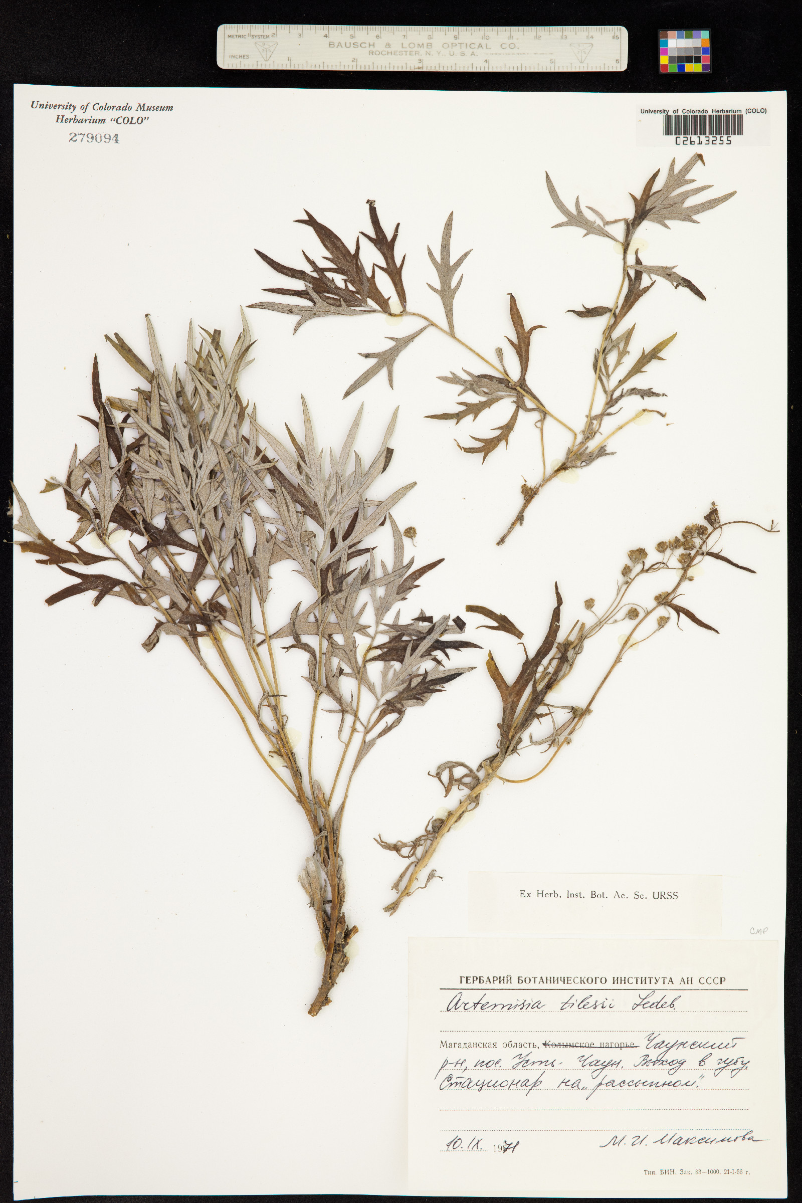 Artemisia tilesii image
