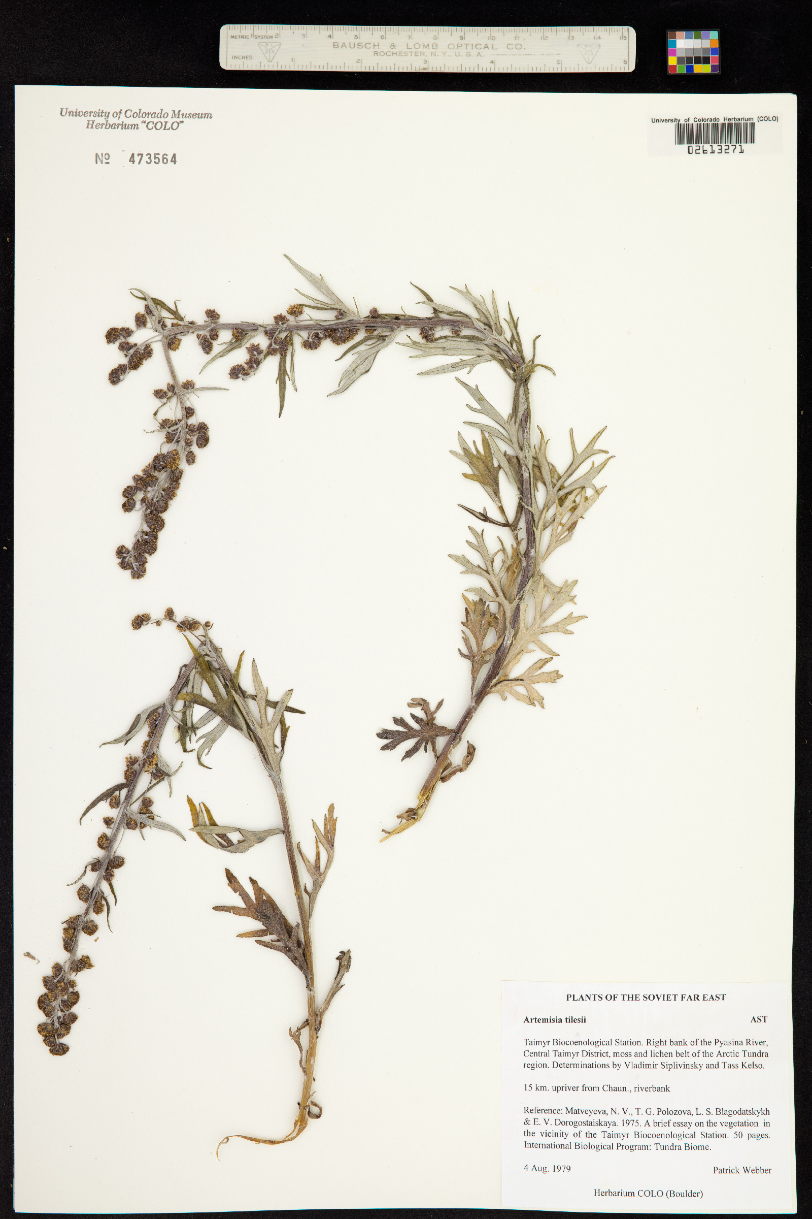 Artemisia tilesii image