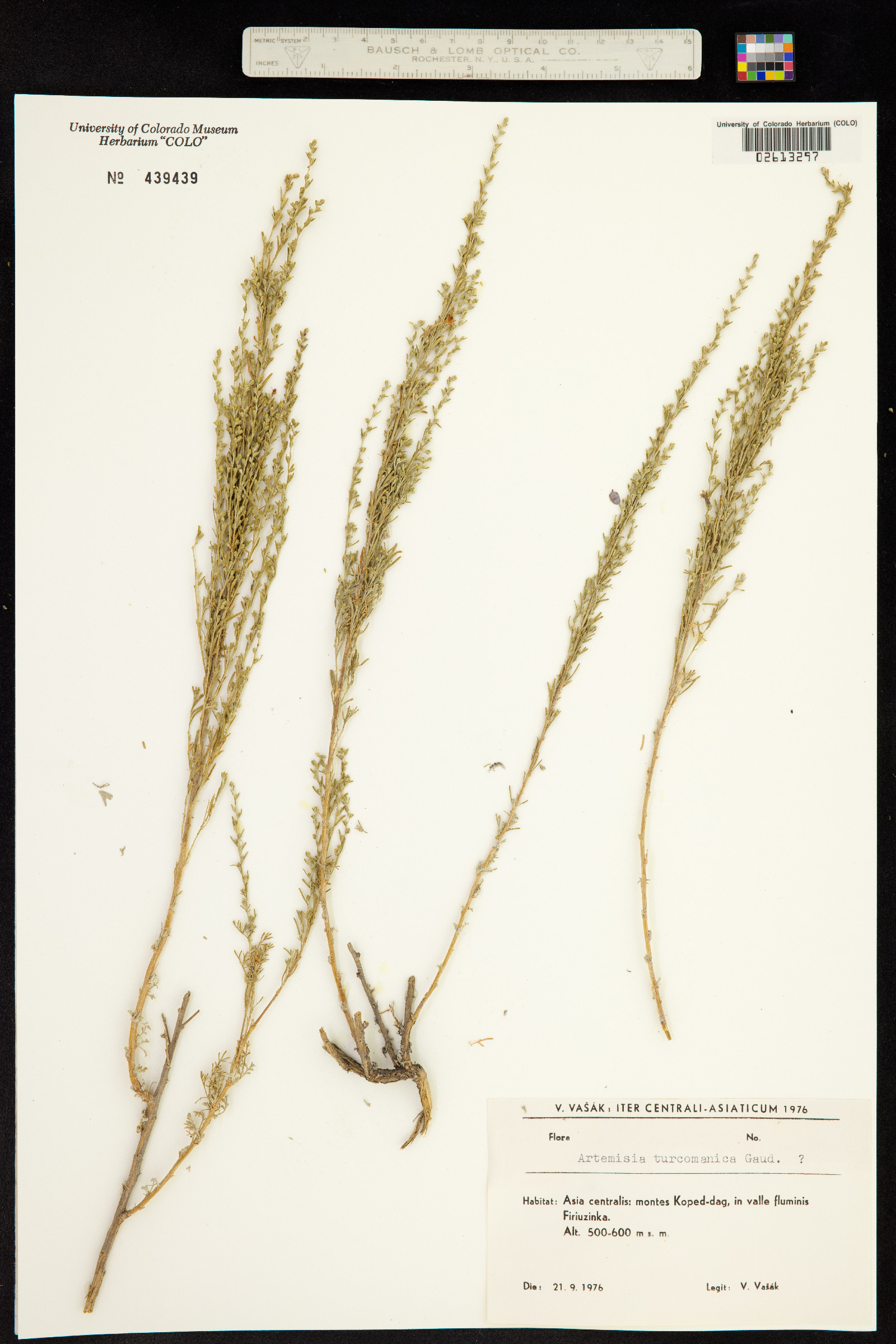 Artemisia turcomanica