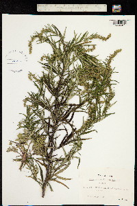 Artemisia verlotiorum image