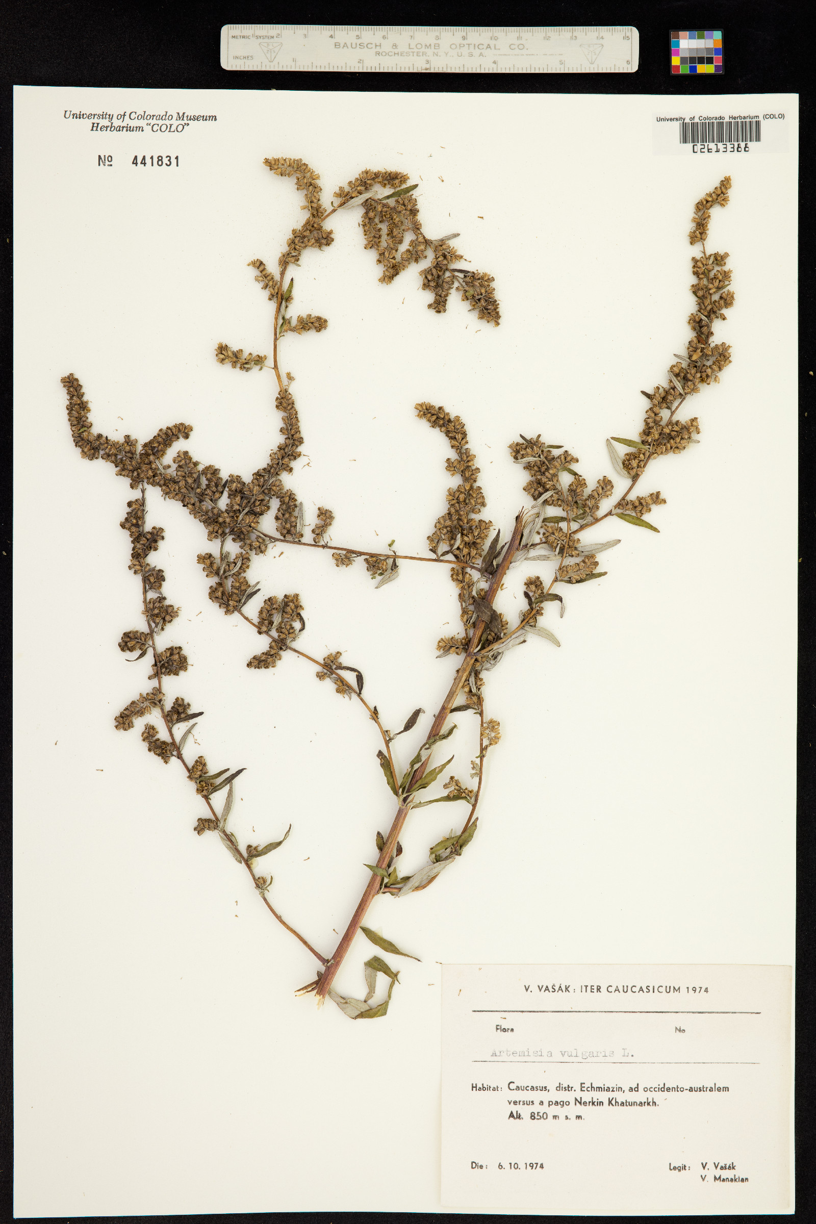 Artemisia vulgaris image