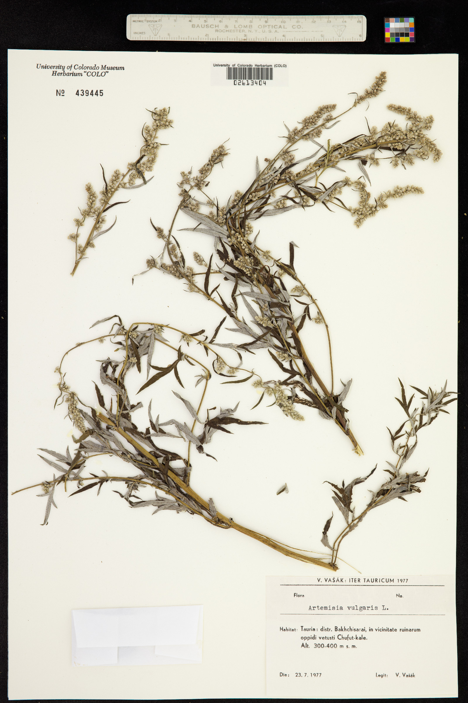 Artemisia vulgaris image