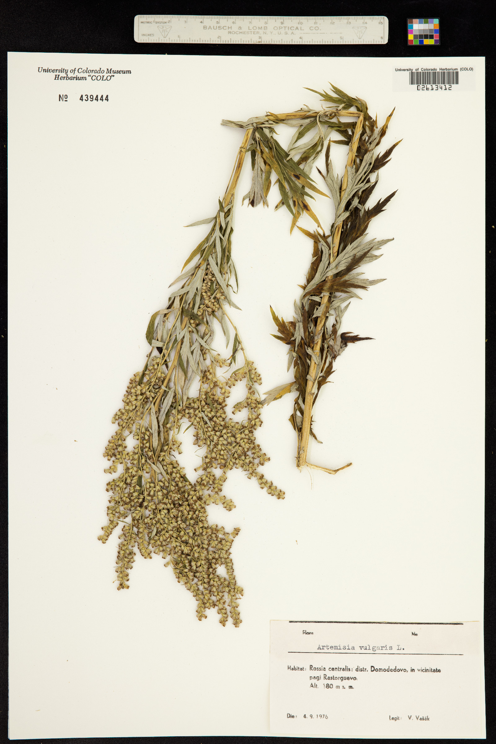 Artemisia vulgaris image
