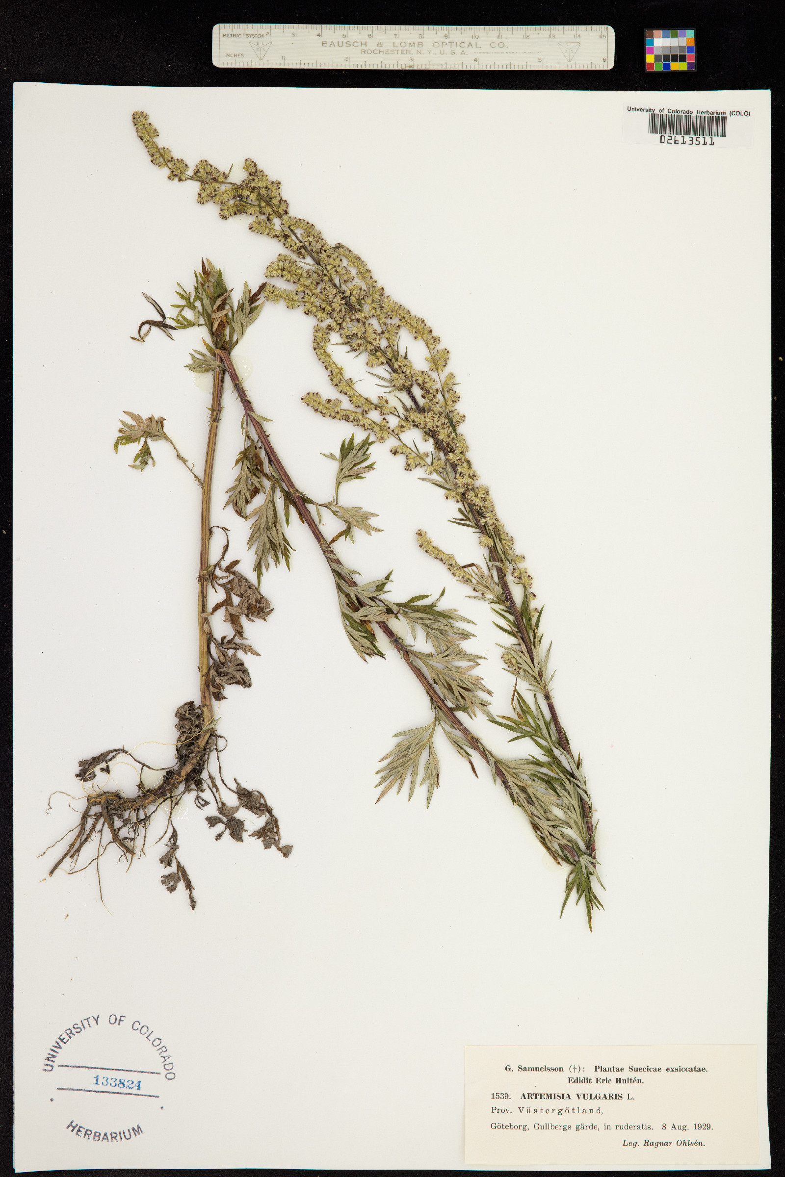 Artemisia vulgaris image