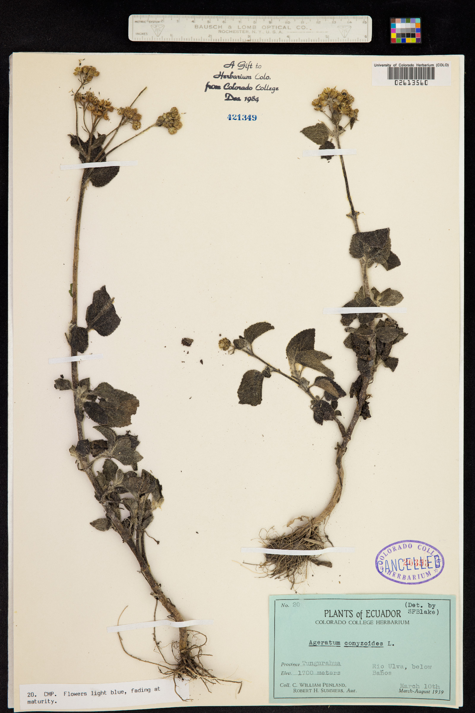 Ageratum conyzoides image