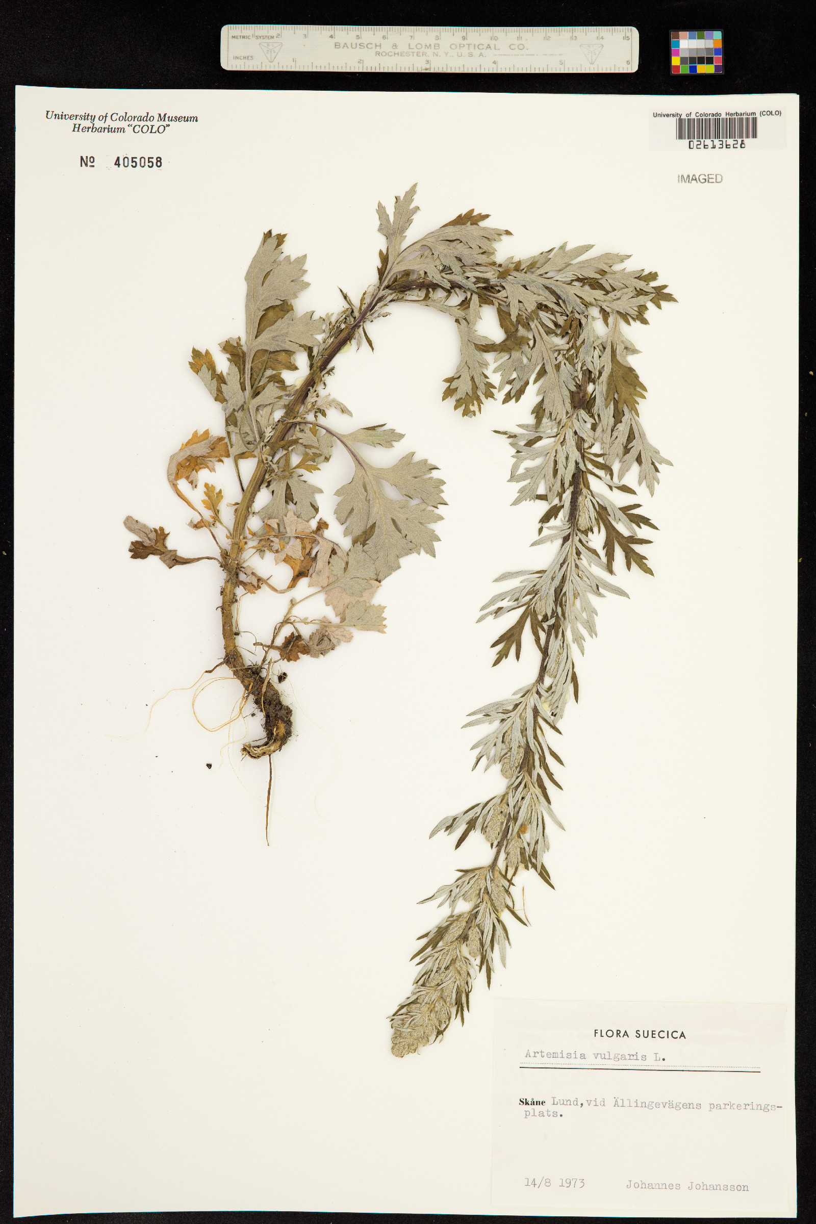 Artemisia vulgaris image