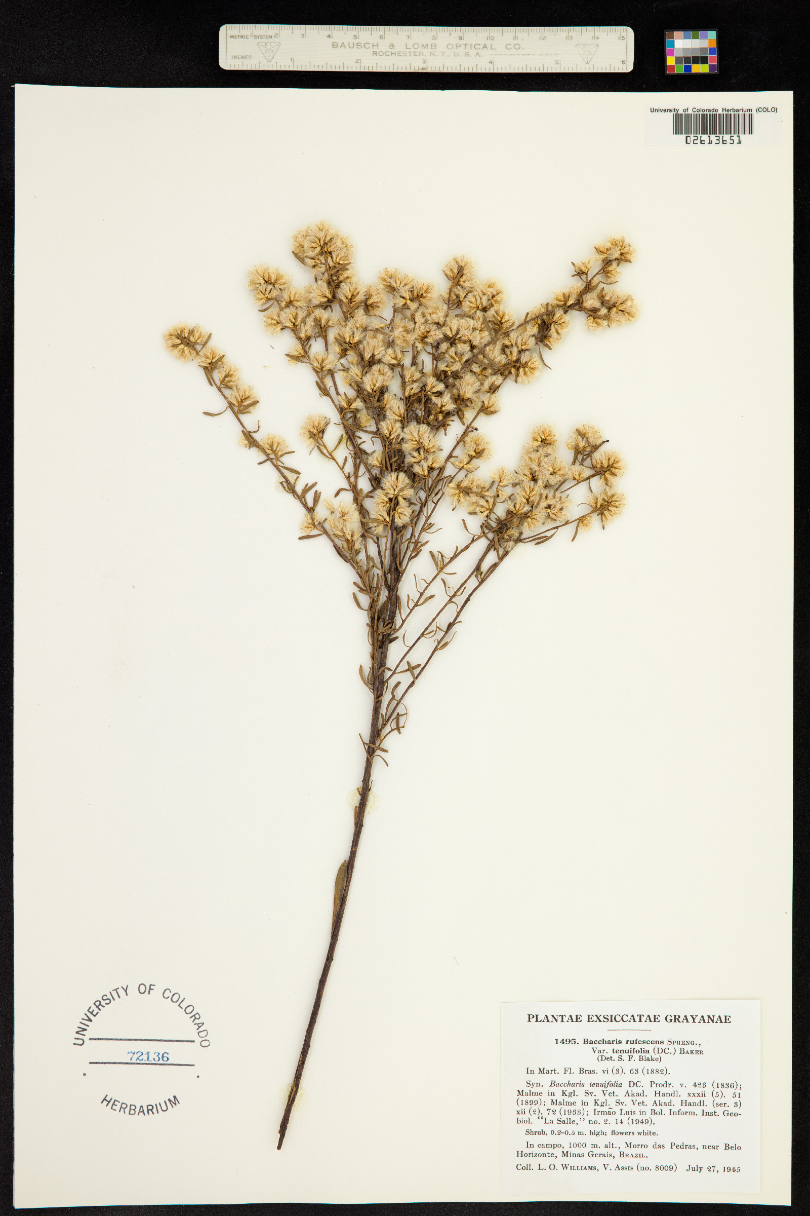 Baccharis rufescens image