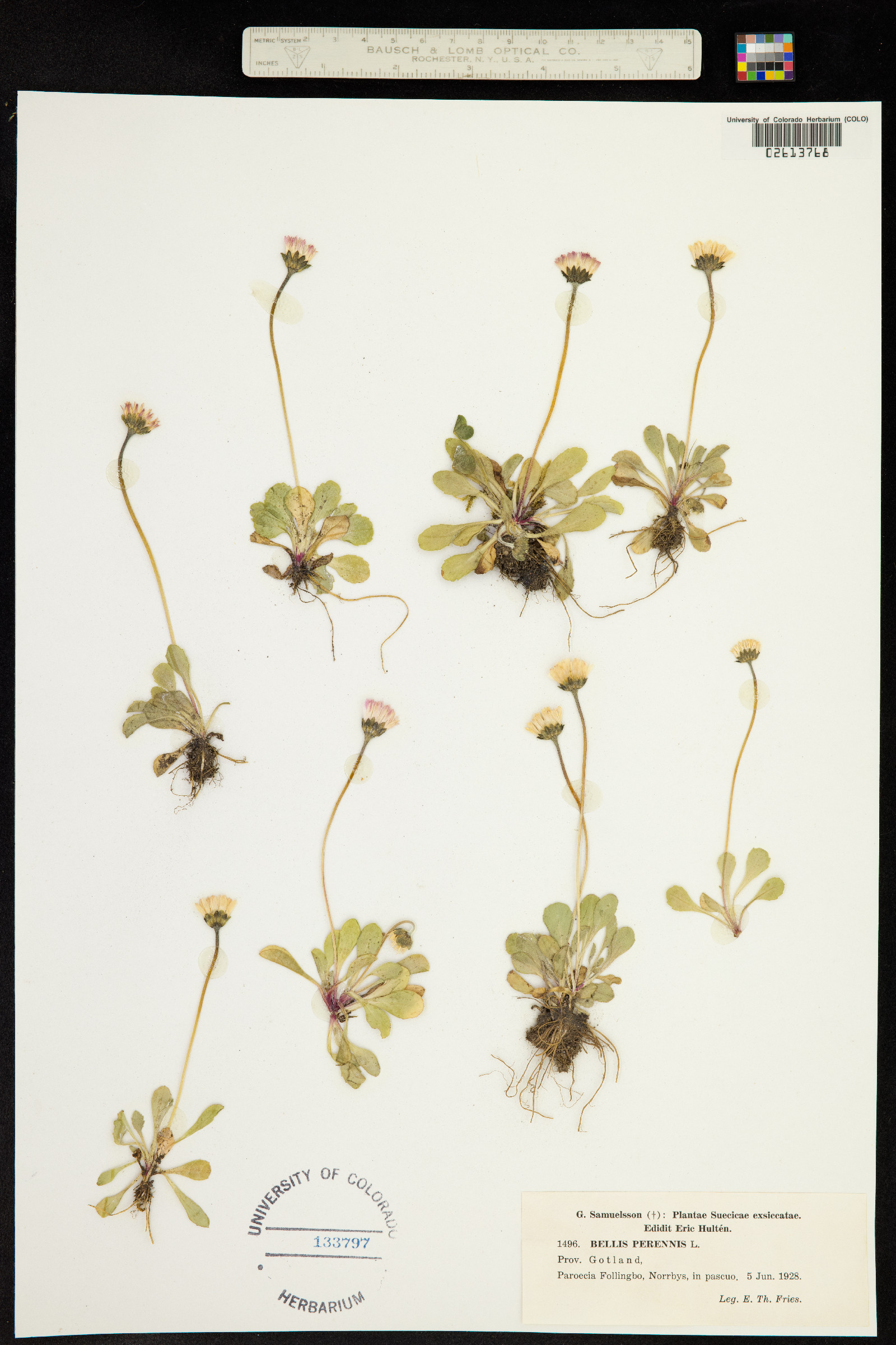 Bellis perennis image