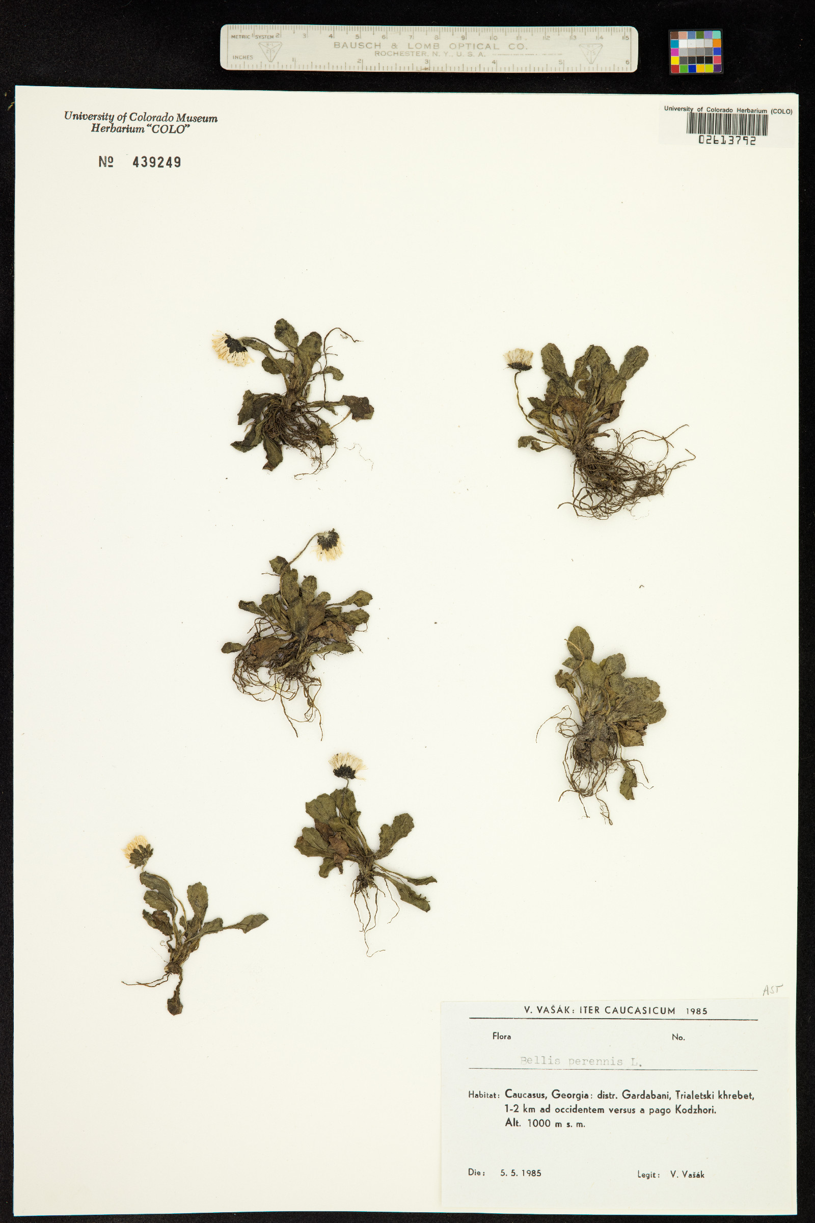 Bellis perennis image