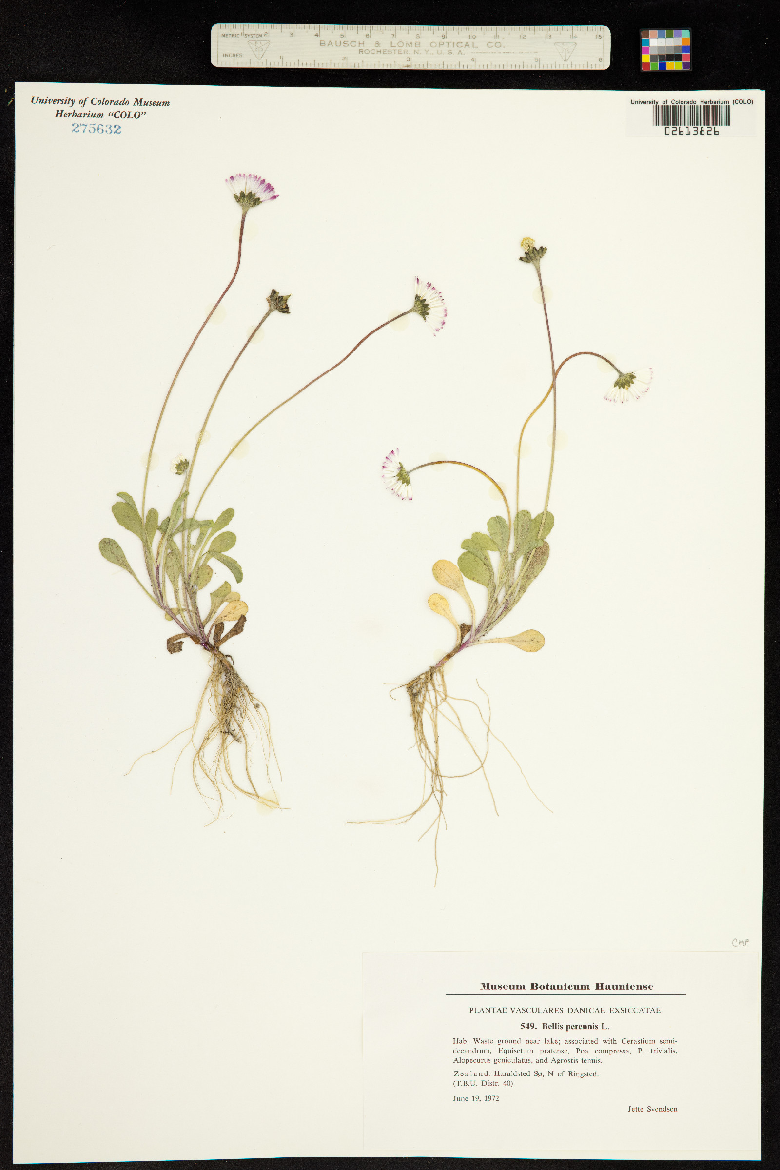 Bellis perennis image