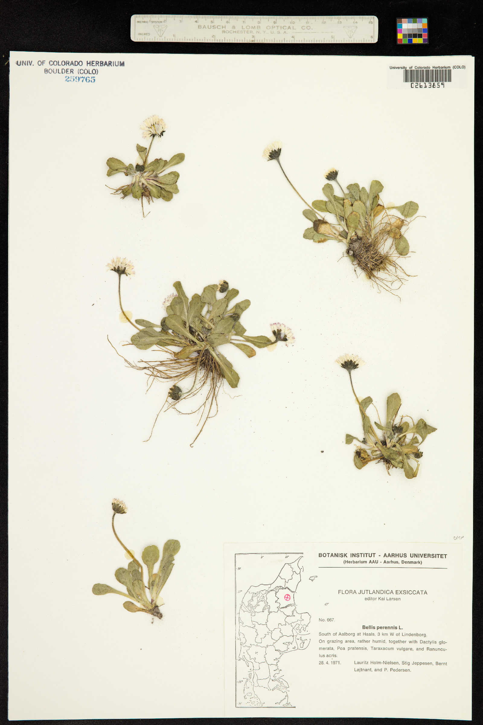 Bellis perennis image