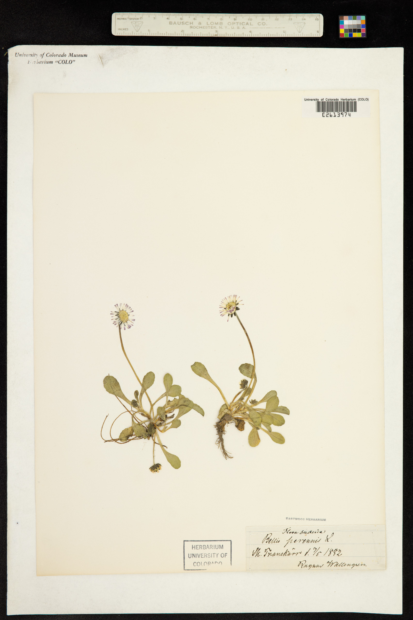 Bellis perennis image