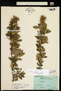 Barnadesia arborea image