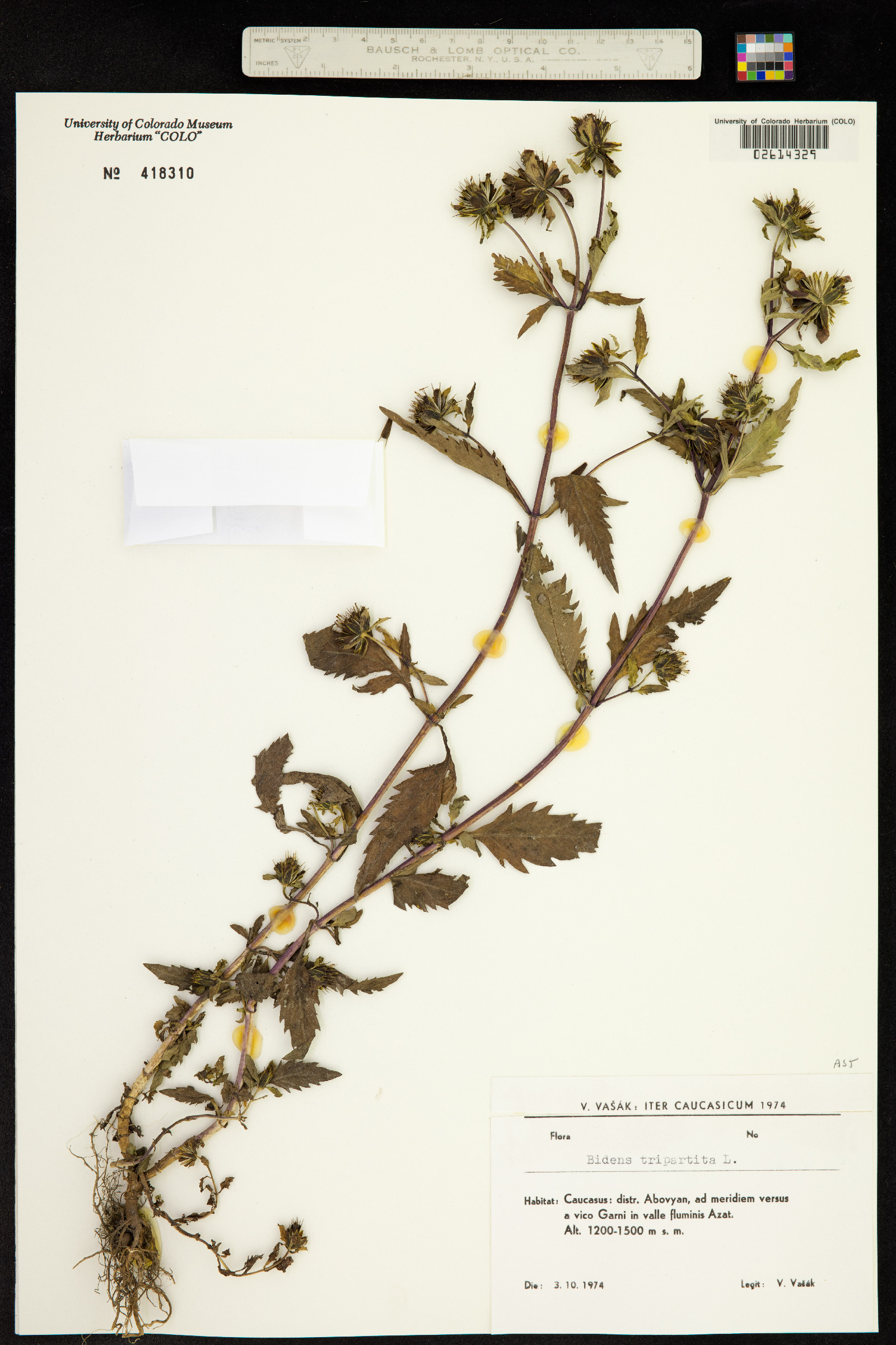 Bidens tripartita image