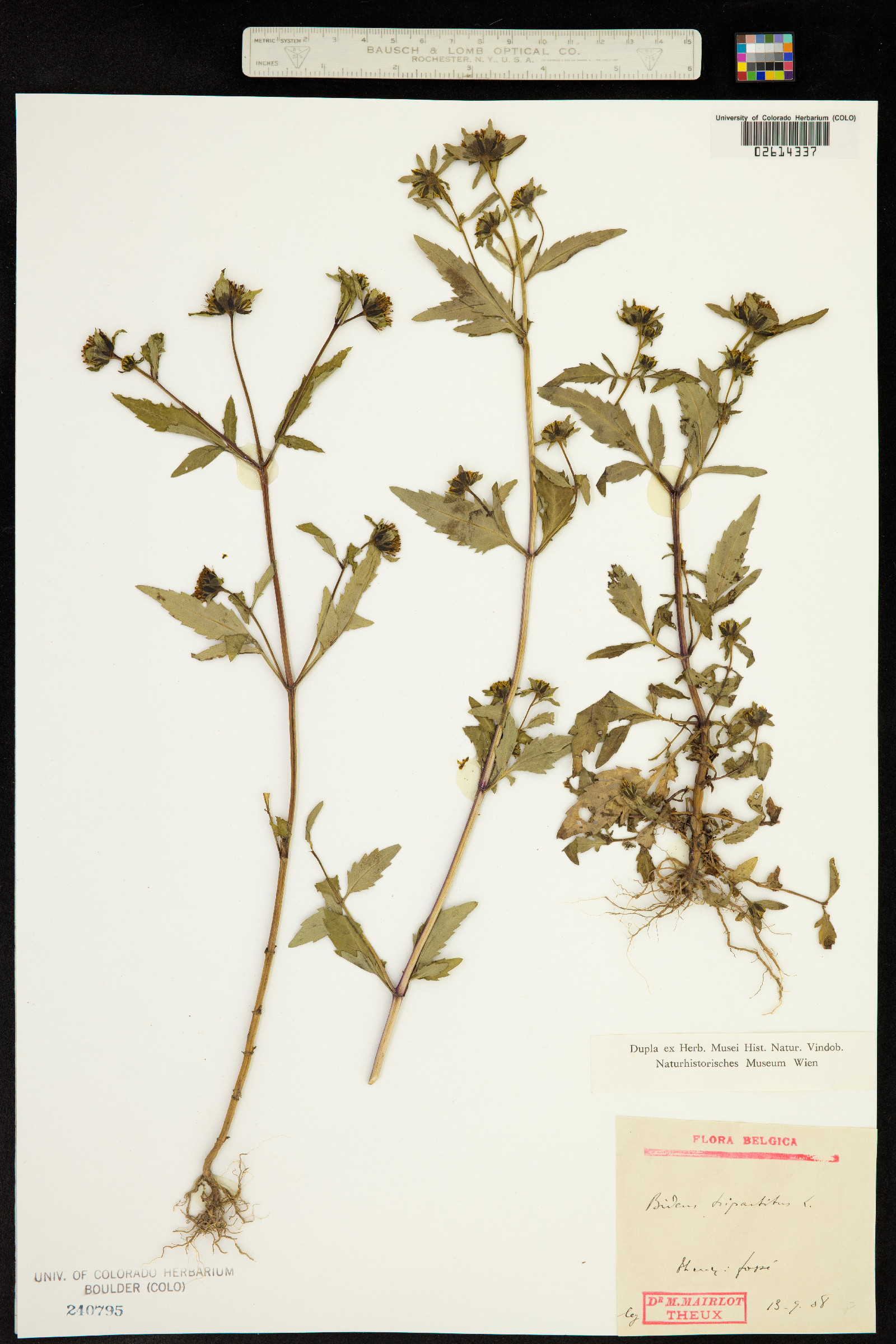 Bidens tripartita image