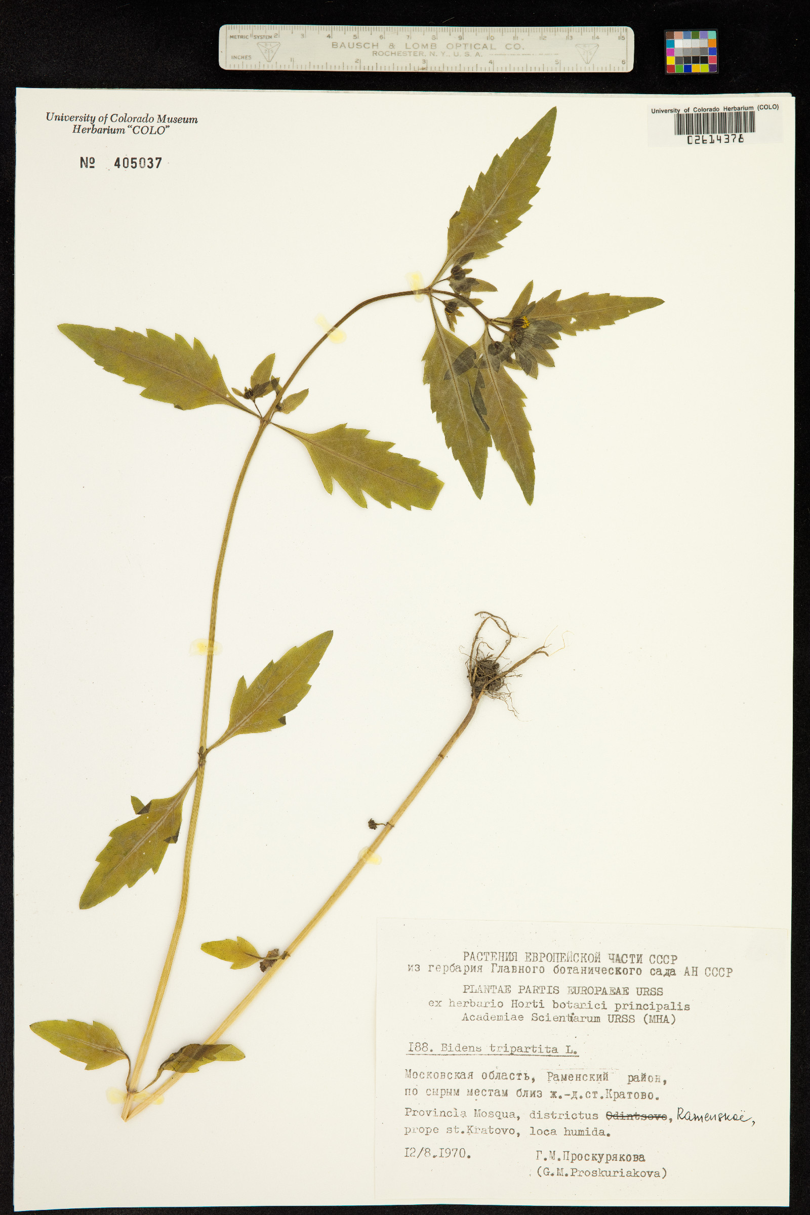 Bidens tripartita image