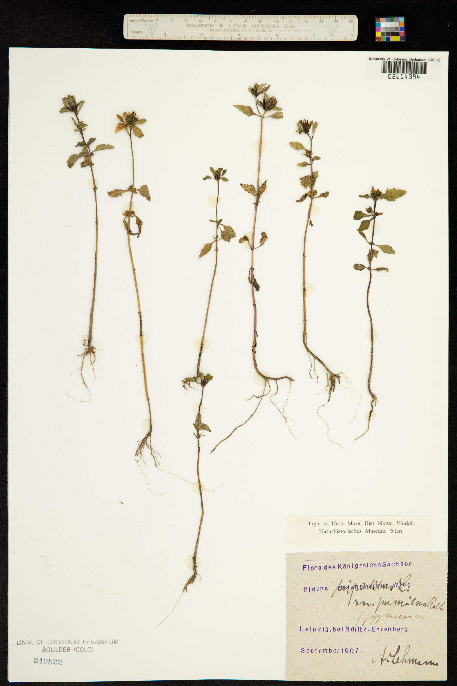 Bidens tripartita image