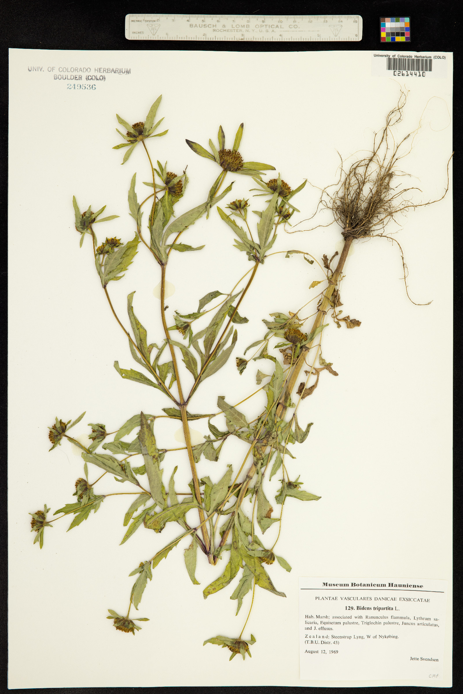 Bidens tripartita image