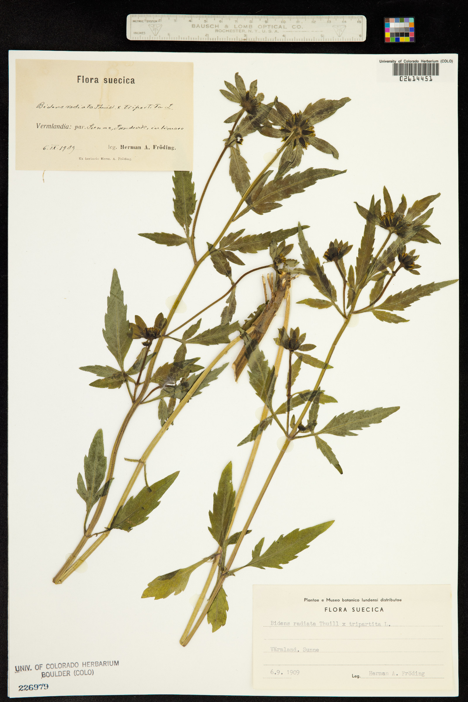 Bidens radiata image