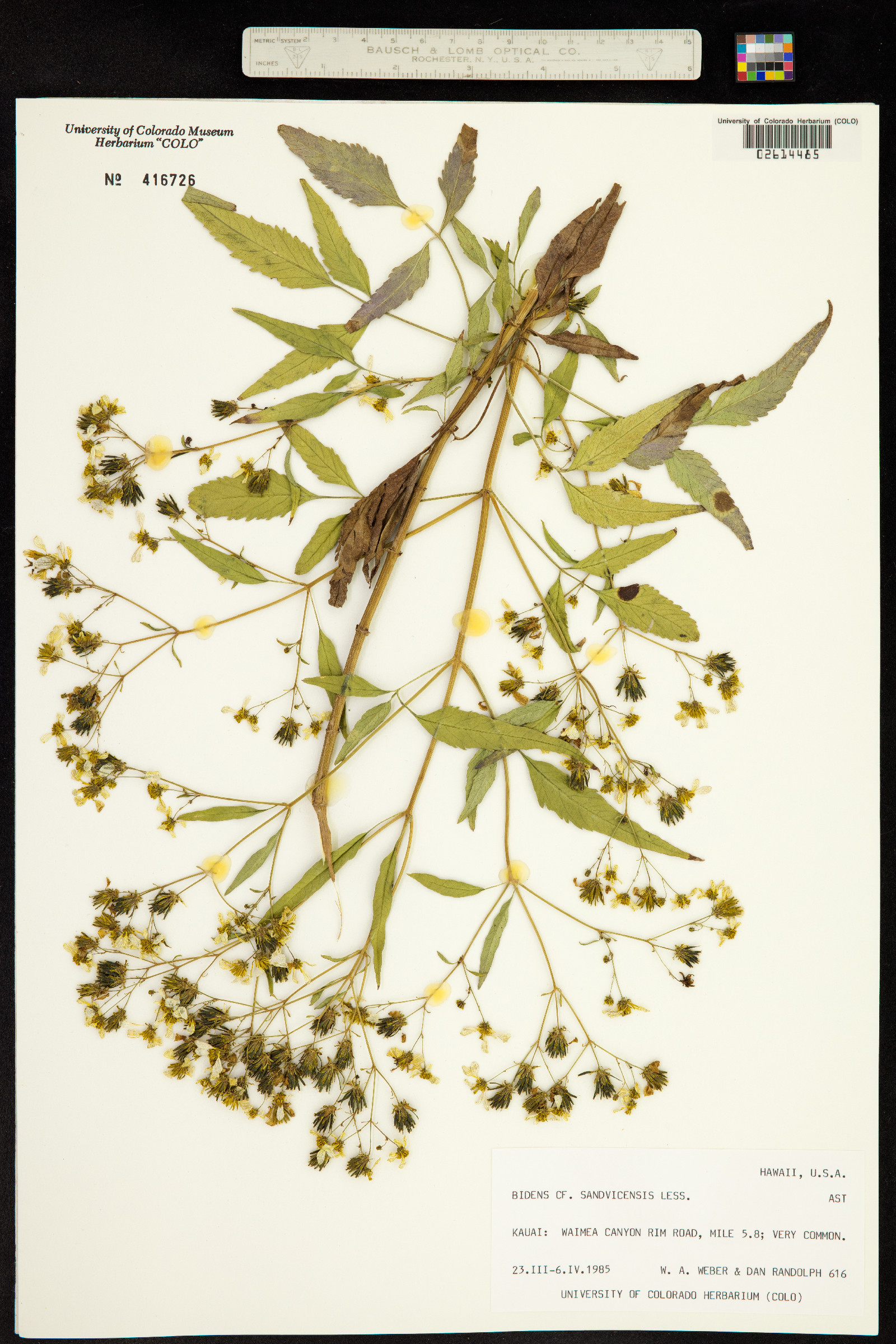 Bidens sandvicensis image