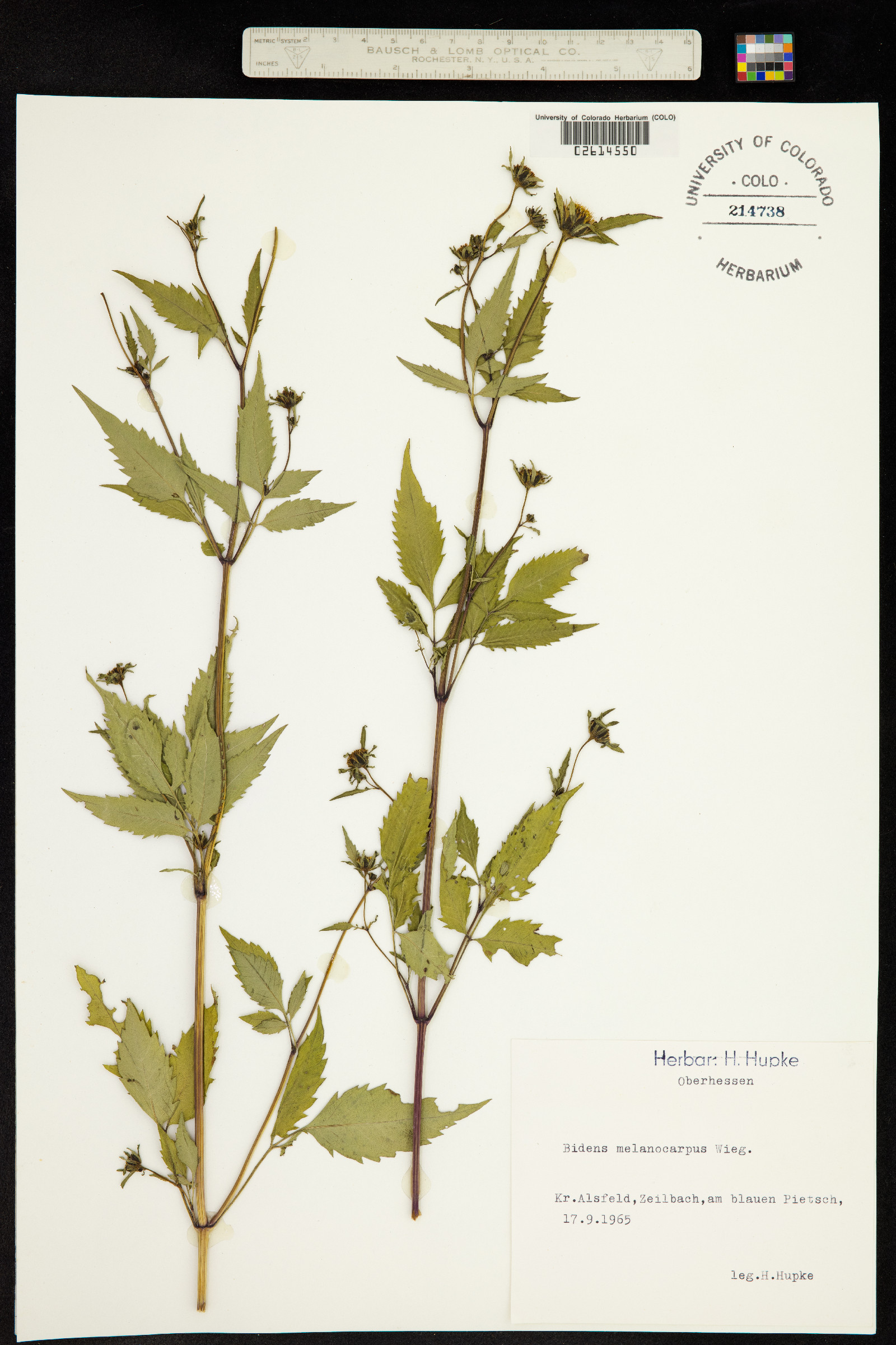 Bidens melanocarpa image