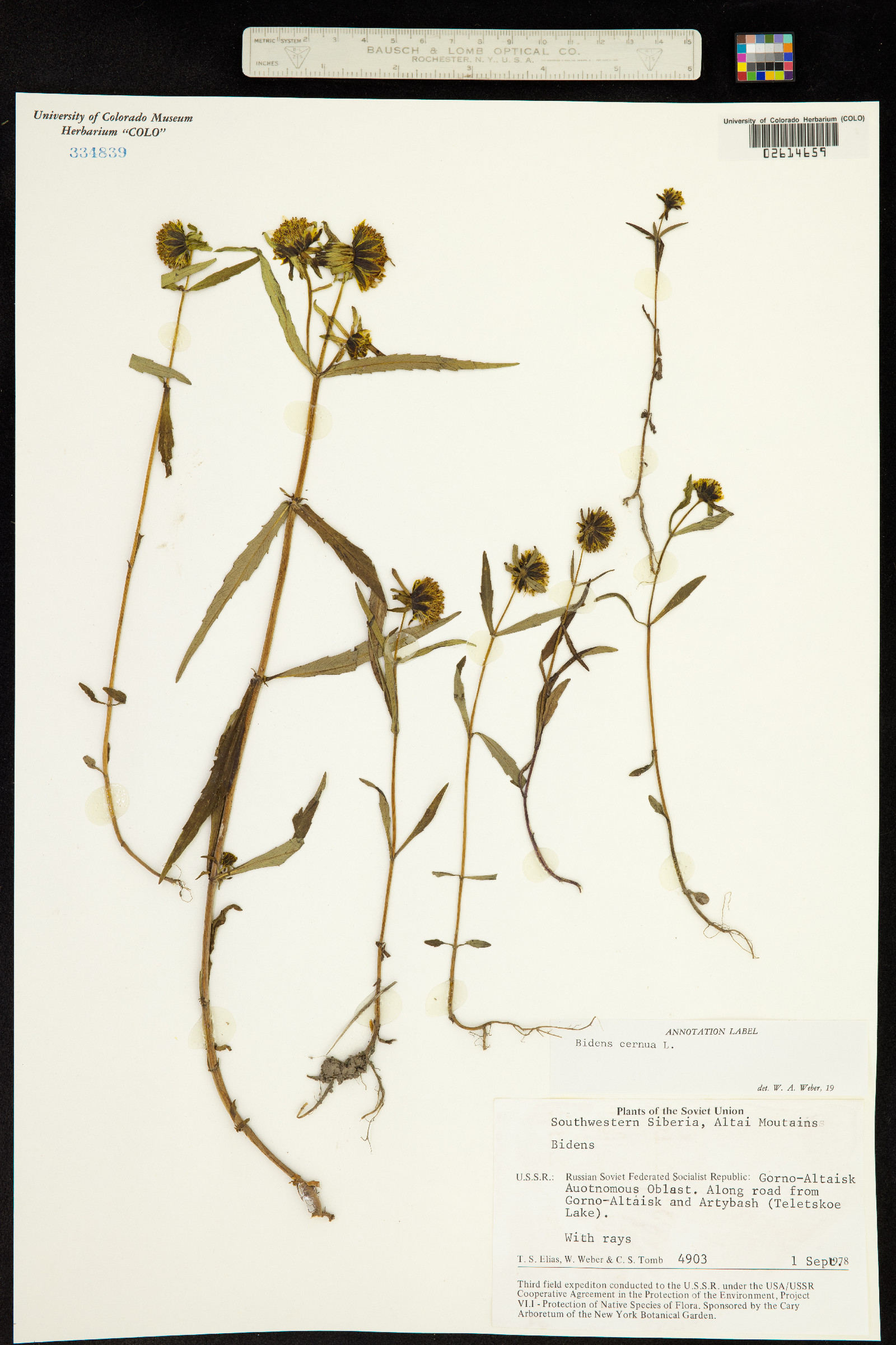 Bidens cernua image